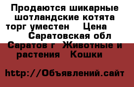 Продаются шикарные шотландские котята.торг уместен  › Цена ­ 2 500 - Саратовская обл., Саратов г. Животные и растения » Кошки   